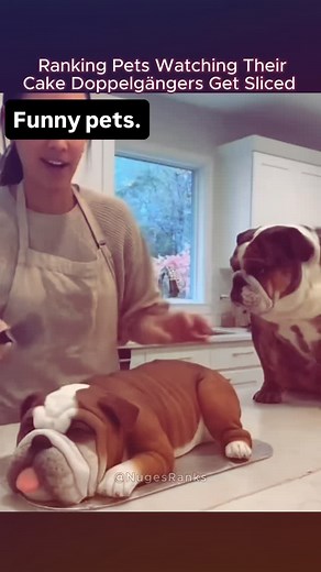 55K reactions · 7.6K shares | Funny pets… Mimipraise official | Miracle Nwogu | Facebook