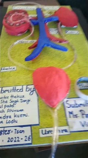 excretory system model project #music #project