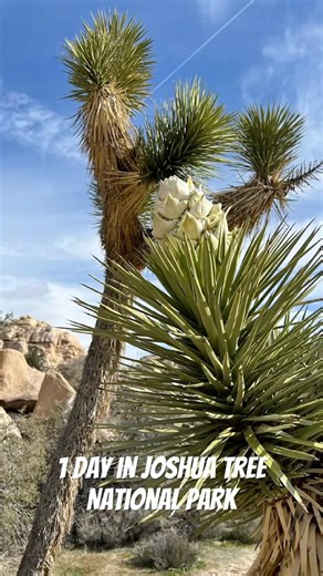 1 day trip to Joshua Tree National Park