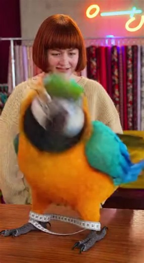 Meet Your New Favorite Fashion Critic! #parrotsoftiktok #parrot #talkingparrot #comedy #foryoupage