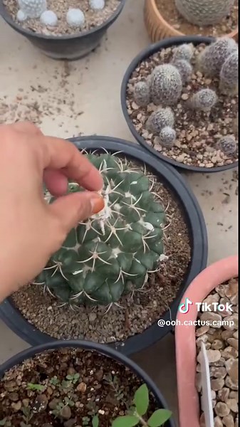 ooh (อู๋) cactus camp บน TikTok