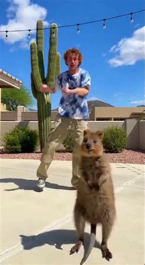 A playful kitten and a tiny alien dance an energetic salsa, fixed camera, the kitten twirls while th