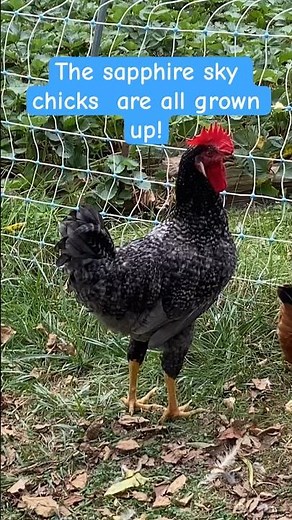 Sapphire sky chickens #oliveeggs #greeneggs #bluechickens