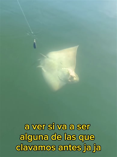 🎣 Otra más a bordo… y todas del mismo tamaño 🐟⚓ Ya la tenemos arriba… y es igual en tamaño que las anteriores. A ver si va a ser alguna de las que ya clavamos antes 😅 Además, todavía trae el calamar en la boca, señal de que comió bien esta vez. 🎣 Seguimos sumando y disfrutando de la jornada. 🌊 🚤 En Os Catro Ventos organizamos salidas de pesca en la Ría de Vigo: 👉 Tip Run, Eging, slow jigging, fondo y mucho más 📲 Reservas por WhatsApp: 603 608 896 #OsCatroVentos #PescaGalicia #PescaDeFond