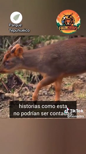 Conoce al Pudú, el ciervo más pequeño del mundo