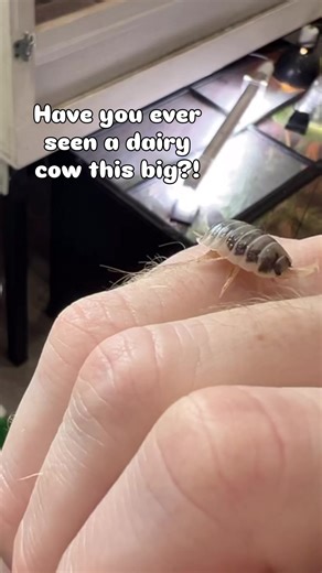 Discover the Massive Dairy Cow Isopod!