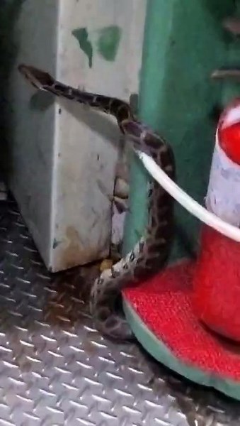 Journey took a wild turn — when a snake became an unexpected passenger on the train!” 🐍🚆