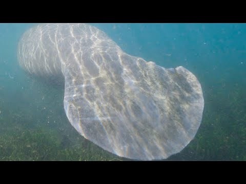 MANATEE: The rarest and most incredible animal you will ever see | NATURE, ANIMALS, DOCUMENTARY