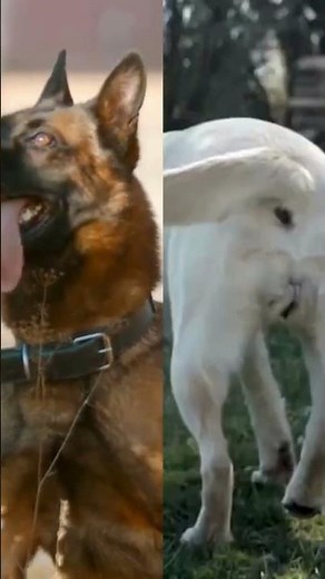 German Shepherd vs Labrador, Which Makes the Better Family Dog? #germanshepherd #gsds #dogtraining