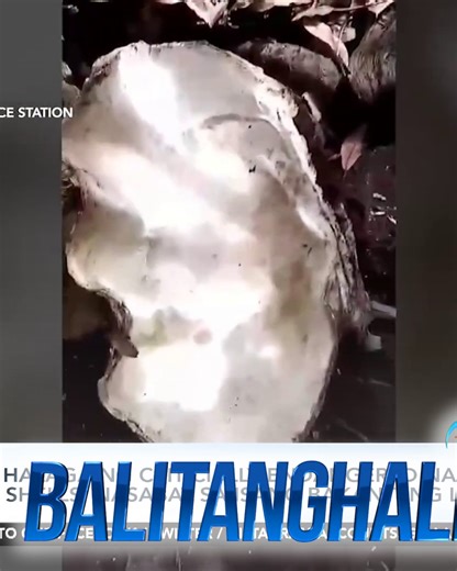 44K views · 234 reactions | Nasabat ang mahigit P40-M halaga ng giant clam shells o taklobo sa Patikul, Sulu. | GMA News | Facebook