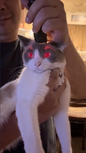 This Cat Loves Backflips 😱