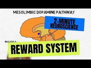 2-Minute Neuroscience: Reward System Video Lecture | A-Z Guide to Neuroscience - Personal Learning