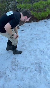 34K views · 70 reactions | Meet the Pygmy mole cricket! Despite its...