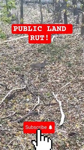 November Buck Rut Chasing Whitetail Deer WMA Public Land Hunting
