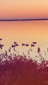 Exploring the beautiful Forsythe National Wildlife Refuge — a place that reminds us how deeply our local names are rooted in nature. 🌾✨ Little Egg Harbor and Egg Harbor were named by early Dutch explorers who were struck by the abundance of egg-covered shorebird nests along the bays. Those same rich coastal habitats extend all the way to Great Egg Harbor, creating one of the most important migratory bird regions on the East Coast. 🐦🌊 It’s a fragile and precious ecosystem — one we have the res