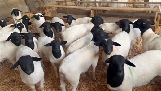 51K views · 966 reactions | We are pleased to announce that Capri...