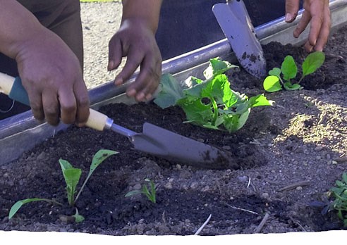 KCD Soil Nutrient Testing