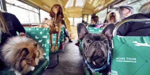 Watch our journey on London's new free bus tour just for dogs