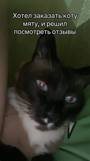 СЕНЯ🐈 (@senya_pipiska)’s video of cat