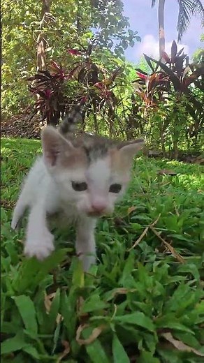 Cat Meowing Sound effect 3#sound #animalshorts #cat