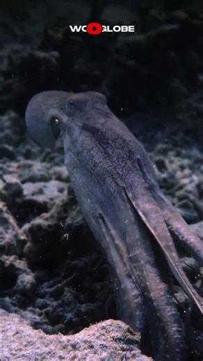 Octopus Underwater Footage Looks Absolutely Unreal #shorts #trendingnow #mustwatch
