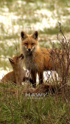 70K views · 972 reactions | Cute baby fox playing with mother. WIySv#naturebeauty #wildlife #fox #nature | HAWI Studios | Facebook