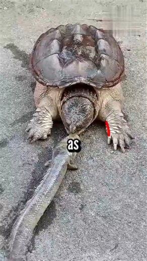 How Snapping Turtle Bites You