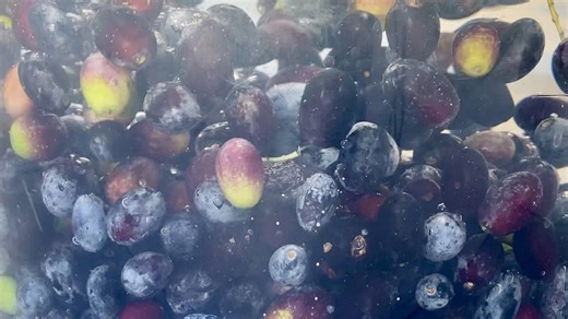 How to Brine Olives at Home the Easy Way?