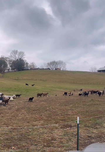1K views · 26 reactions | Winter feeling day, time to put out hay and water trough heaters. ￼ | Bolton Farm | Facebook