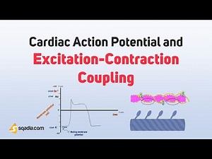 Cardiac Action Potential and Excitation-Contraction Coupling | Introduction