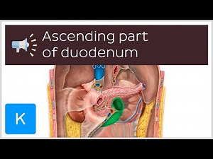 Ascending part of duodenum | Anatomical Terms Pronunciation by Kenhub