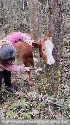 A cow was rescued after getting stuck in a tree.