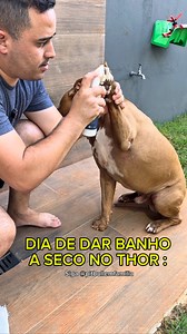 85K views · 3.2K reactions | Dia de banho a seco do Thor 癩 *itens do banho a seco nos storys* . . Suplemento = @thoradeoficial Banho a seco = @patasoftoficial . . . . . . . #pitbull #cachorro #reels #pitbulls #animais #cachorros #animaisdeestimação #pet #cachorrosdobrasil #reelsinstagram #banho #petshop #rotina #cachorrosdoinstagram #higiene #amorecuidado #asmr #dog #dogsofinstagram #dogs #animais #relaxante #video #instagood | Família Pitbull | Facebook