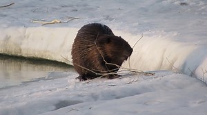 15K views · 1.6K reactions | This video shows a beaver during the spring melt, exploring the ice shelf on the east bank￼ of the river. #beavers #wildlifephotography #beaver | Mike’s photos and videos of beavers | Facebook