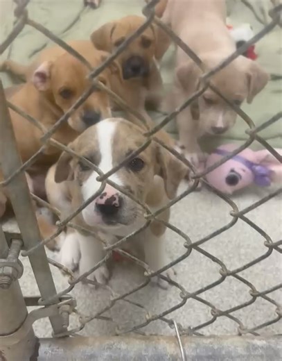 Dusty Tails Animal Rescue on Reels