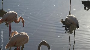 flock of Pink flamingos at sunrise rays in pink wild lake at national park. 4K high quality super slow motion video filmed on high speed camera Nikon z9