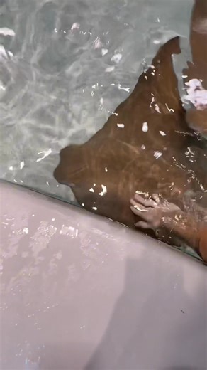 45K views · 2.3K reactions | Wasn’t expecting that little stingray sneak attack… he just wanted a little snack and I was fresh out 沈 #stingray #stingrayfeeding #oceanlife #snacktime #aquarium #lifeonmorrowhill | Life on Morrow Hill | Facebook