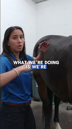 Equine Acupuncture Balances the Nervous System