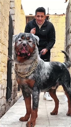 3 Dogs You Never Want to Encounter Alone 🥵🔥 #shorts