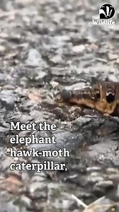 It's august which means the elephant hawk-moth caterpillar is out and about! 💚 #wildlife #nature #uknature #ukwildlife #animals #derbyshirewildlife | Derbyshire Wildlife Trust