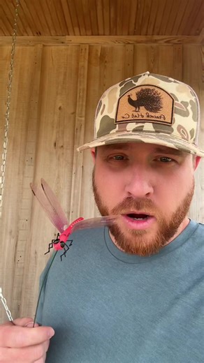 #dragonfly #tiktopshopcreatorpicks #wasp #flys #bugs