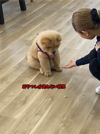 ちゃちゃまるくんと大きな犬の癒しの世界