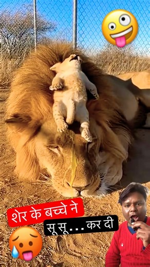 lion pee #lion #animals #forest #trending #facts #wildanimals #wildlife #animal #shortsfeed #short