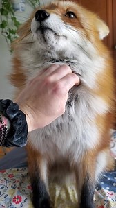 Ornery fox doesn't want morning pets. Queen Dixie 🦊 | Saveafox Corporation