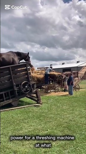 Horse Power: A Glimpse into Agricultural History