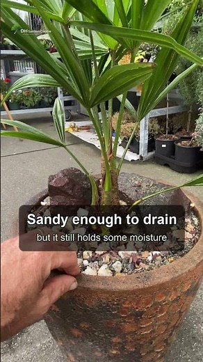 The soil mix for a palm in a pot |DH Garden Centre