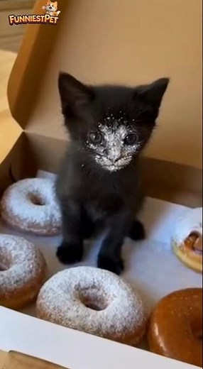 cute little donut 🍩🐱