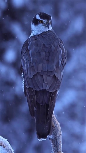 Daily Bird Show on Instagram: "Video by • @hannahstitfall Wildlife filmmaking with the incredible northern goshawk 🦅🎥❄️ I remember this morning in the hide like it was yesterday! The light had only slightly started to appear through the darkness as a light dusting of snow began to fall when I looked out of the tiny camera hole and couldn’t believe my eyes! Before this morning in Sweden I had only seen 2 goshawks before in the UK! Both fleeting glimpses from a distance of them in flight, so thi