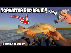 Catching Tailing Redfish on TOPWATER!! (Mullet Run) | Surfside Beach, TX