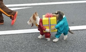 68K views · 480 reactions | Here's Some Ideas For Your Dog's Halloween Costume  Which One Is Your Favorite?  | Dogs Universe | Facebook